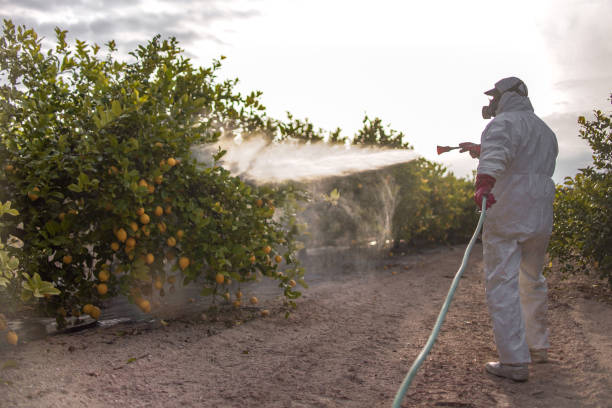 Best Insect Control  in Eming Island, FL