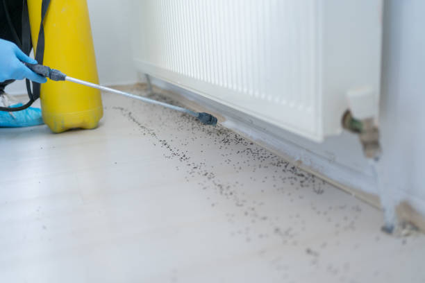 Best Residential Pest Control  in Eming Island, FL